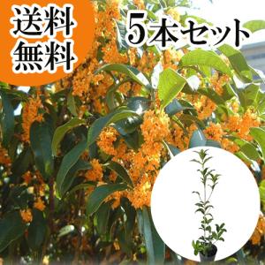 現品発送・送料無料》タイサンボク リトルジェム 樹高0.6m（根鉢含ま