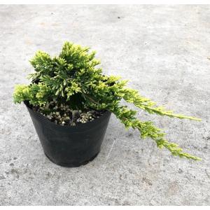 ゴールデンカーペット / 13.5〜15cmポッ...の商品画像