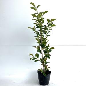 サカキ （ 榊 ） 10.5cmポット苗 ホンサカキ : 花と緑の専門店