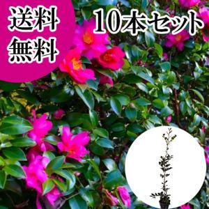 タイム ロンギカウリス ハーブ / 9.0cmポット （56本セット）（送料