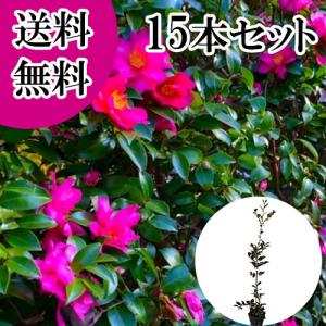 庭木：立寒椿（たちかんつばき）*（勘次郎）サザンカ/かんつばき 樹高