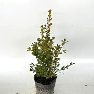 もみの木 (ウラジロモミ) 樹高70〜80cm前後 (根鉢含まず) 単品 本物の