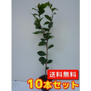 ヤブツバキ 樹高0.8m前後 15cmポット （10本セット）（送料無料）  苗 植木 苗木 庭