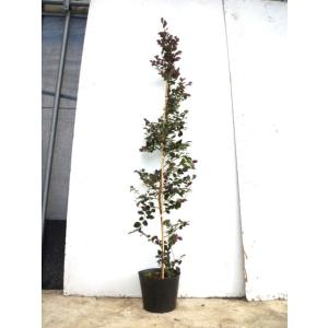 高品質 月桂樹 ローリエ ローレル 根巻きorポット 1ポット 樹高120cm