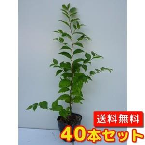 エノキ 樹高0.3m前後 10.5cmポット （40本セット）（送料無料）  苗 植木 苗木 庭