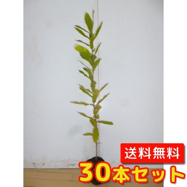 コナラ 樹高0.5m前後 10.5cmポット （30本セット）（送料無料）  苗 植木 苗木 庭