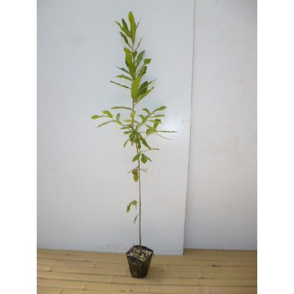 コナラ 樹高0.8m前後 10.5cmポット （5本セット）（送料無料）  苗 植木 苗木 庭