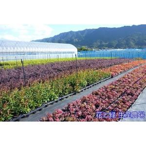 キンモクセイ シキザキキンモクセイ 樹高0.3...の詳細画像5