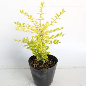 竹糖苗　400芽　サトウキビ　和三盆 和三盆 サトウキビ （ 竹糖 ） 10.5cmポット苗 : 花と緑の専門店 土っ