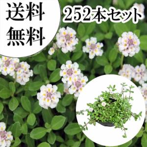 ヒメイワダレソウ（リピア）160Potセット・苗 雑草対策 白花 グランド