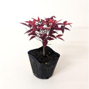 オタフクナンテン 樹高0.15m前後 9〜10.5cmポット （10本セット）（送料無料） 苗 植木 苗木 庭
