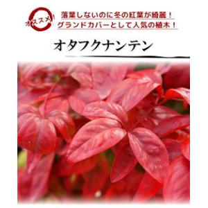 オタフクナンテン 樹高0.15m前後 9〜10...の詳細画像2