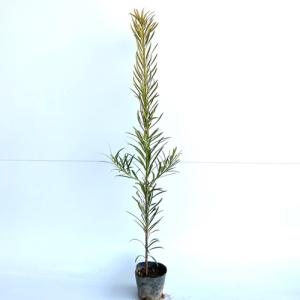 イヌマキ 樹高0.6m前後 10.5cmポット （30本セット）（送料無料） 苗