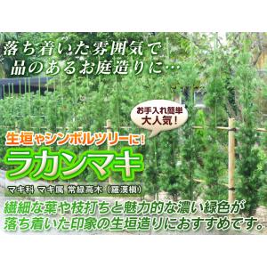 ラカンマキ 樹高1.0m前後 15cmポット ...の詳細画像2