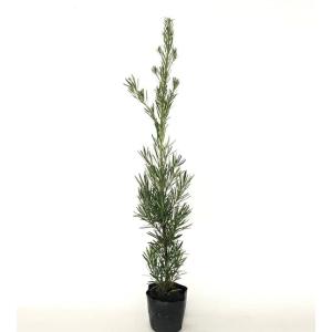 ラカンマキのおすすめ人気商品一覧 通販 - Yahoo!ショッピング