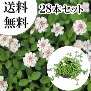 リピア（ヒメイワダレソウ） / 9cmポット （28本セット）（）