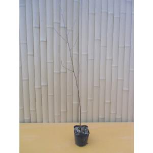ムクノキ 樹高0.3m前後 10.5cmポット ...の商品画像