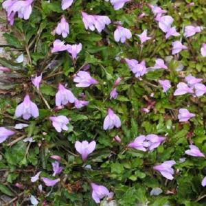 サギゴケ ピンク花 9cmポット グランドカバー 下草 56本セット 花 ガーデニング T1送料無料 販売 苗 植木 苗 苗木 庭木 グランドカバー 下草 寄せ植え 低木 花と緑 谷川緑販