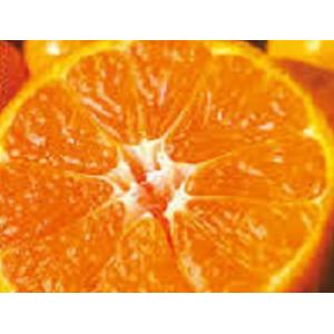 ウンシュウミカン(青島温州) 樹高0.2m前後 ...の商品画像