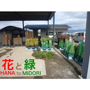 ウンシュウミカン(青島温州) 樹高0.2m前後...の詳細画像4