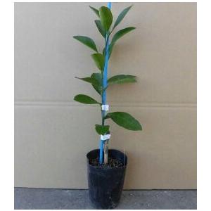 オレンジ みかん 不知火 デコポン 樹高0.2m...の商品画像