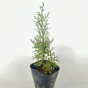 ブルーアイス 樹高0.4m前後 10.5cmポッ...の商品画像