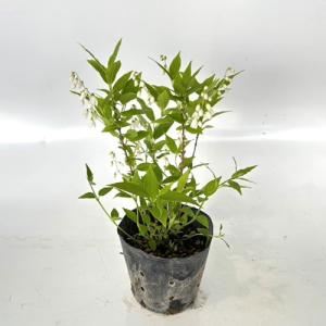 ヒメコブシ　白花　株立ち　シデコブシ　落葉樹　2 ヒメコブシ 白花 株立ち シデコブシ 落葉樹 2 【公式通販】