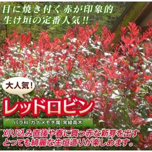 レッドロビン 樹高0.3m前後 10.5cmポ...の詳細画像3