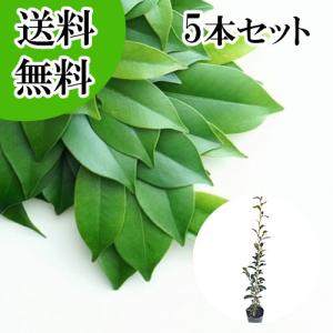 サカキ （ホンサカキ） 本榊 樹高0.6m前後 15cmポット （5本セット）（送料無料） 苗 植木 苗木 庭 さかき
