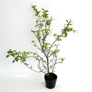 ブルーベリー シャープブルー 樹高0.4m前後 15cmポット （15本セット 