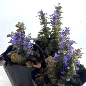 アジュガ / 9.0cmポット （ 単 品 ） 苗 植木 苗木 庭 グランド