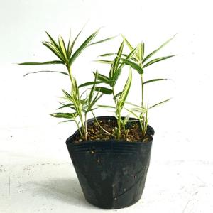 チゴザサ / 9.0cmポット （160本セット）（送料無料） シマザサ シマダケ 苗 植木 苗木 庭 グランドカバー