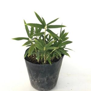 コグマザサ / 10.5cmポット （160本セット）（送料無料） 苗 植木 苗木 庭 グランドカバー