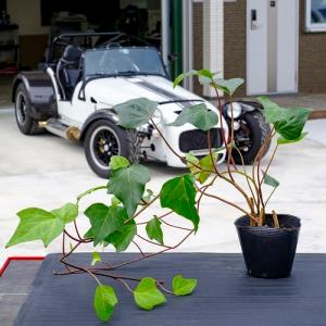 ヘデラ カナリエンシス / 10.5cmポット （ 単 品 ） 苗 植木 苗木 庭 グランドカバー