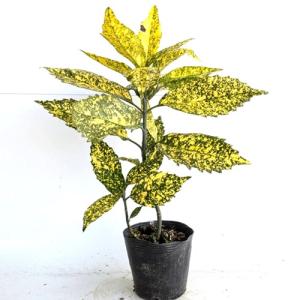 アオキ（アオアオキ クロアオキ） 樹高0.4m前後 15cmポット （5本