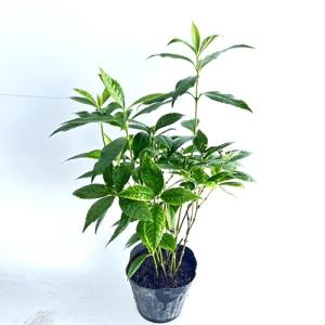センリョウ 樹高0.4m前後 15cmポット （ 単 品 ）  苗 植木
