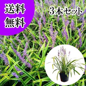 アジュガ / 9.0cmポット （ 単 品 ） 苗 植木 苗木 庭 グランドカバー