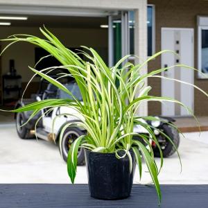 フイリキチジョウソウ 10 5cmポット 10 5cmポット 40本セット T1送料無料 販売 下草 販売 苗 植木 苗木 庭木 グランドカバー 下草 寄せ植え 低木 花と緑 谷川緑販