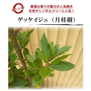ゲッケイジュ 樹高0.6m前後 15cmポット...の詳細画像2