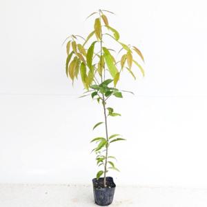 2026年8月】グミの木（苗木、植木）（果樹種類：グミの木）のおすすめ