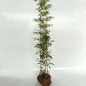 アオキ（アオアオキ クロアオキ） 樹高0.4m前後 15cmポット （5本