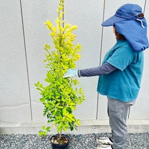 タイサンボク ケイパレス 苗木 3.5号ポット 挿し木苗 : エスフルール