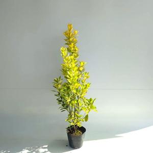 特選庭木・植木 ソテツ：蘇鉄*10号 全高100cm 現品限り 大型佐川急便