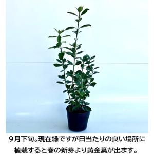 オウゴンマサキ 樹高0.5m前後 15cmポッ...の詳細画像2