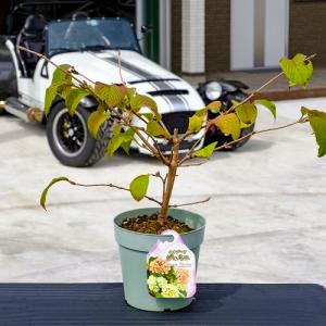 オオデマリ ジェミニ 樹高0.3m前後 15cm...の商品画像