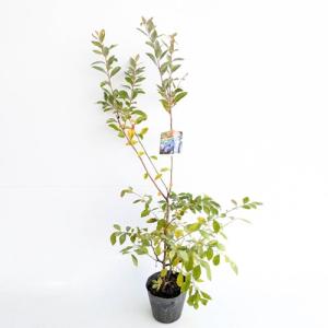 ブルーベリー ティフブルー 樹高0.5m前後 15cmポット （60本セット）（送料無料） 苗 植木 苗木 果樹苗 果樹 木
