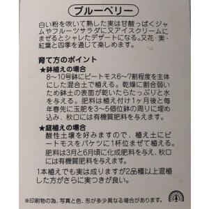 ブルーベリー ティフブルー 樹高0.5m前後 ...の詳細画像1