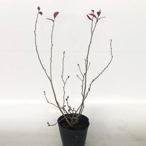 ブルーベリー パウダーブルー 樹高0.4m前後...の詳細画像3