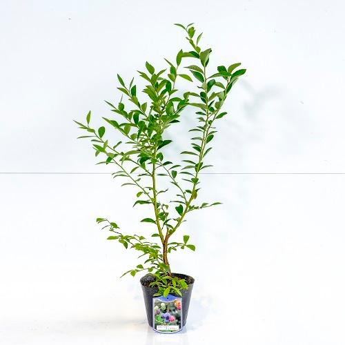 ブルーベリー ブルーシャワー 樹高0.4m前後 15cmポット （ 単 品 ）  苗 植木 苗木 庭