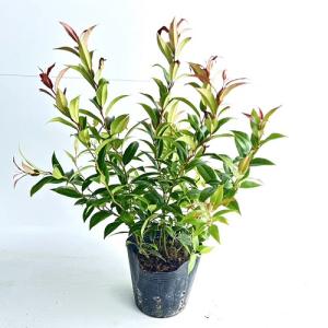 セイヨウイワナンテン レインボー 20ポットセット : 相馬グリーン